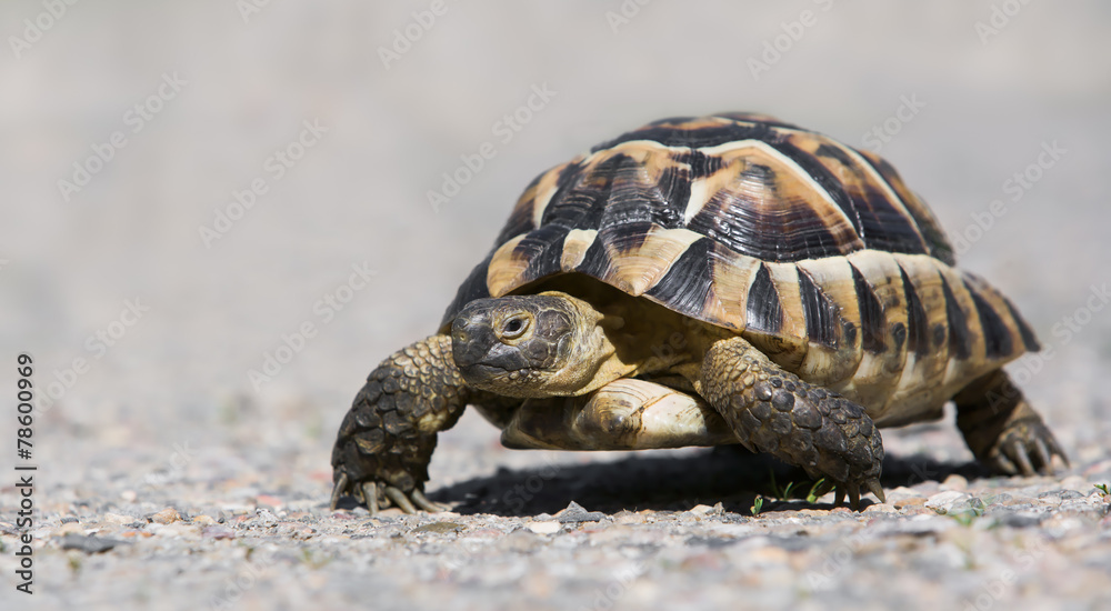 Maurische Landschildkröte (Testudo graeca) Maurische Landschildkröte (Testudo graeca)