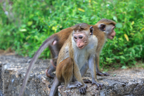 Monkeys in park
