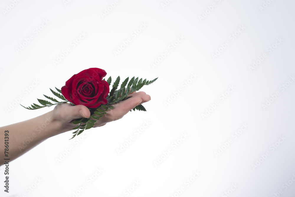 Mani con rosa rossa