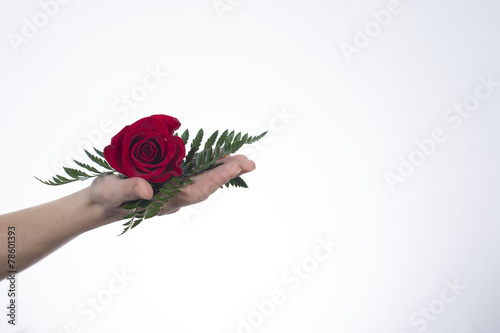 Obraz na płótnie Mani con rosa rossa w salonie