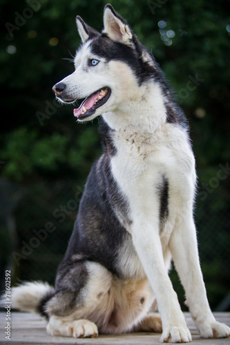 Siberian Husky