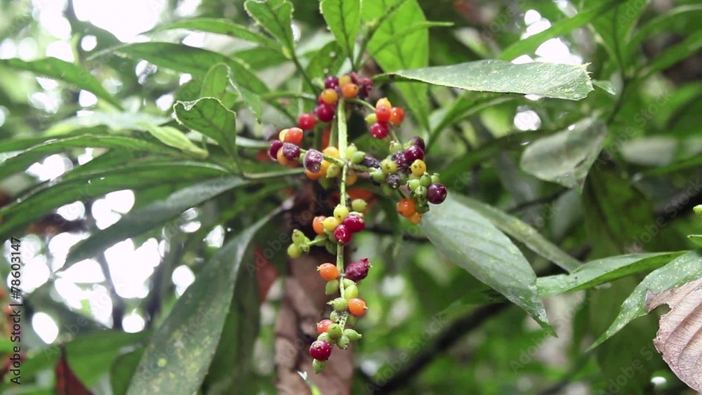 Hallucinogenic plant Amiruca Panga (Psychotria viridis) Hallucinogenic plant Amiruca Panga (Psychotria viridis)