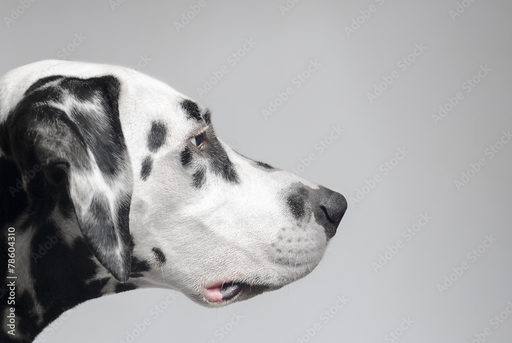 Confident purposeful Dalmatian dog - obrazy, fototapety, plakaty 