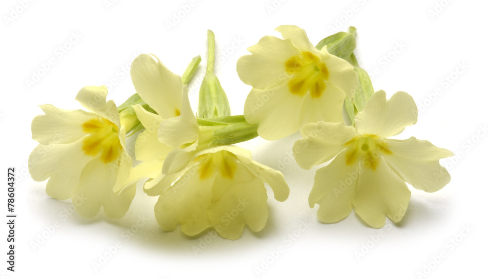 Naklejka premium Vivesläktet Primula Primeln Primevère Pierwiosnek 報春花屬