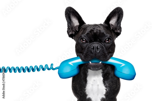 dog phone telephone © Javier brosch