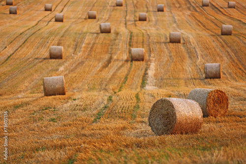 Wheat field after harvest.