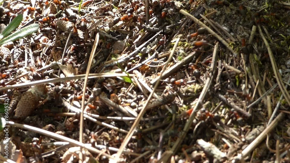 Anthill in forest Anthill in forest