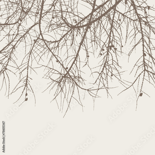 branches of a fir-tree photo