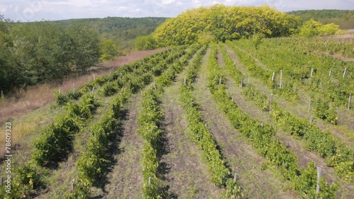 Aerial view of village with wineyards