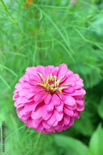  zinnia flower
