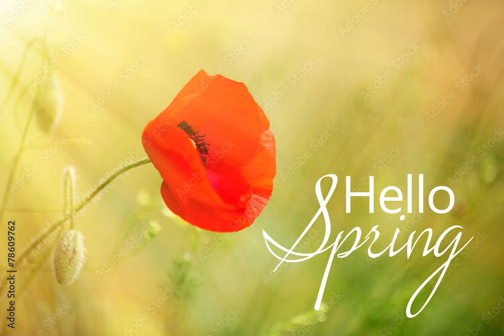 Fototapeta premium Poppy flower, outdoors. Hello spring concept