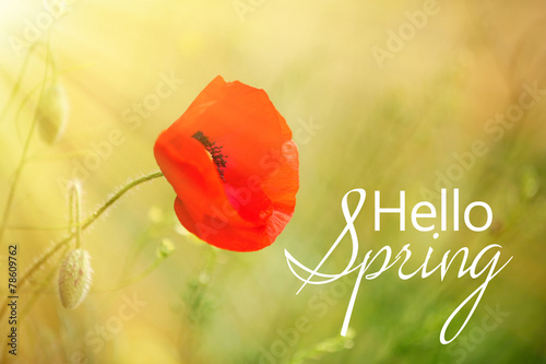 Fototapeta Naklejka Na Ścianę i Meble -  Poppy flower, outdoors. Hello spring concept
