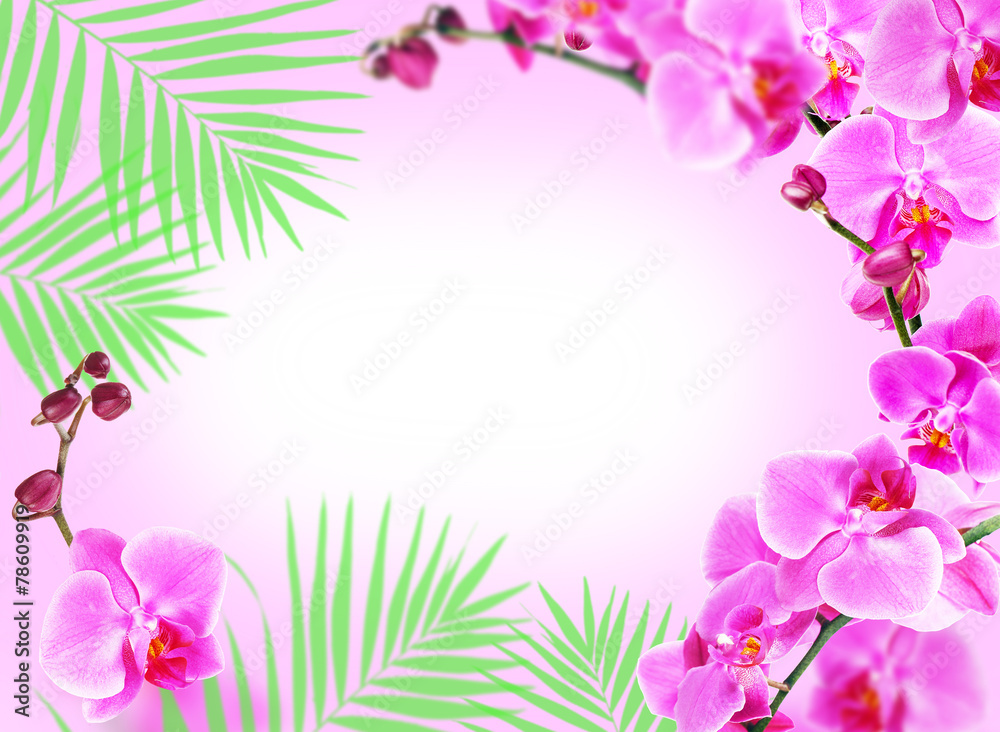 Bright frame made of orchid flowers and green palm leaves with Bright frame made of orchid flowers and green palm leaves with