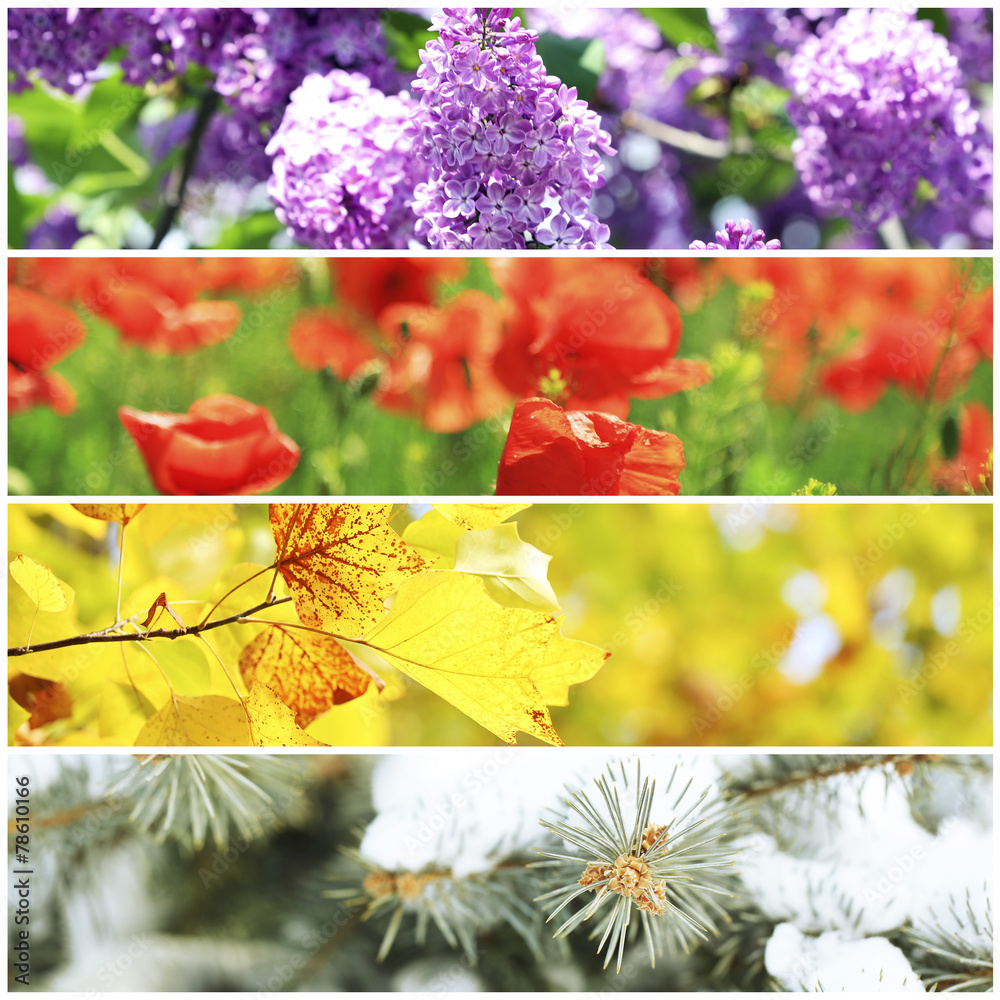Naklejka premium Four seasons collage: winter, spring, summer, autumn