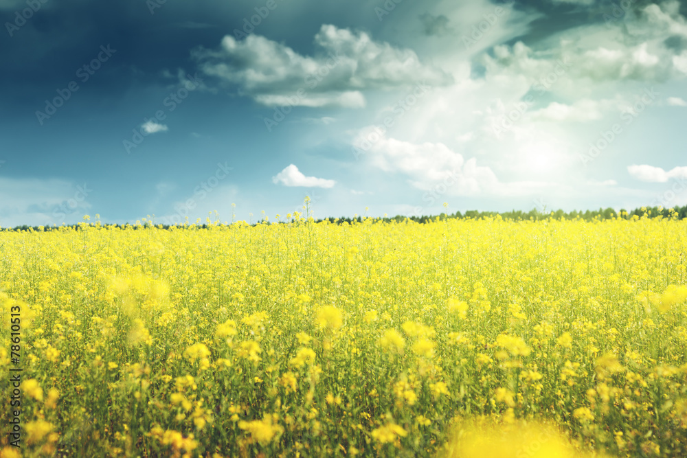 field of rapeseed