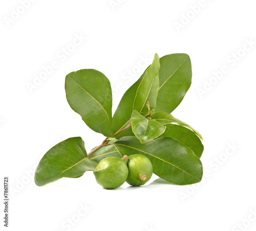 Wallpaper Mural macadamia nut on white background Torontodigital.ca