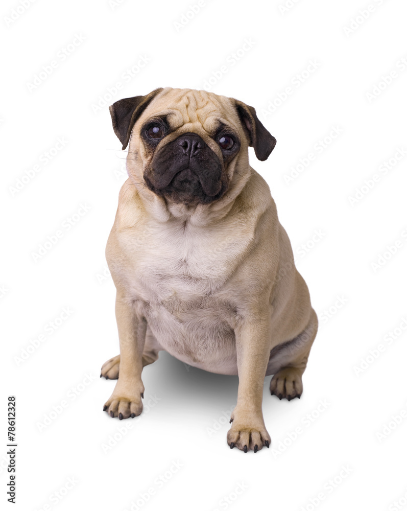 Süßer Mops Hund isoliert auf weißem Hintergrund