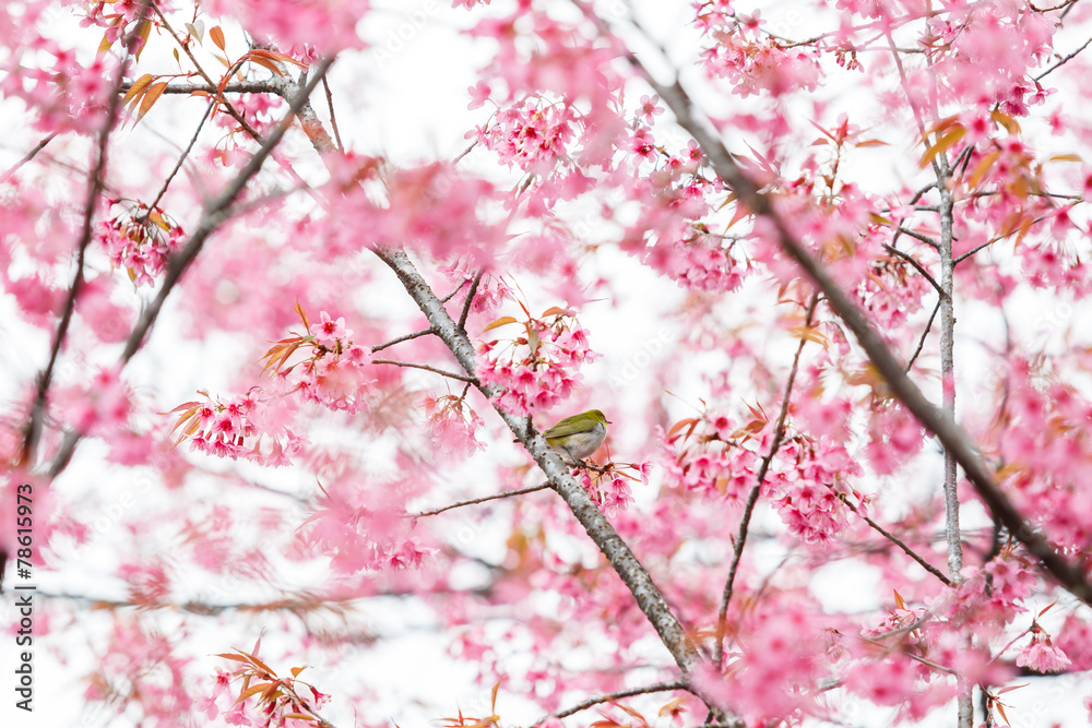 Bird on Cherry Blossom and sakura Bird on Cherry Blossom and sakura
