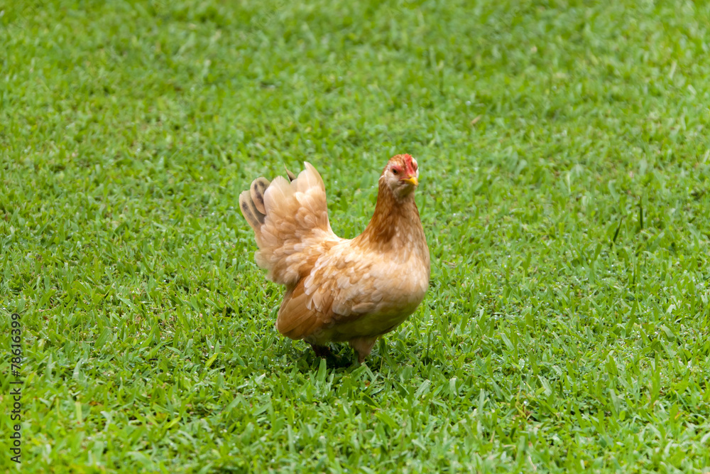 Fototapeta premium Hen