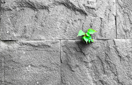 Foto pipal leaf growing through crack in old sand stone wall, surviva