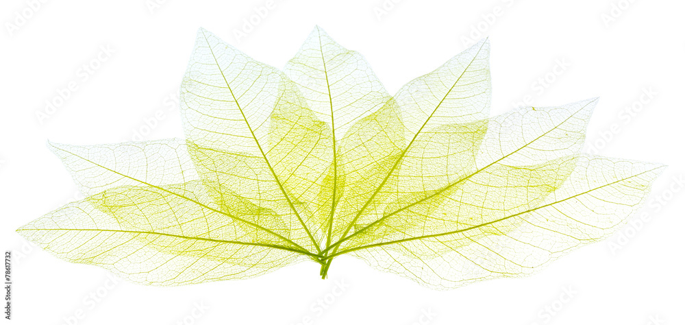 ossature de feuilles sèches transparentes