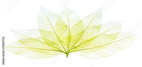 ossature de feuilles sèches transparentes