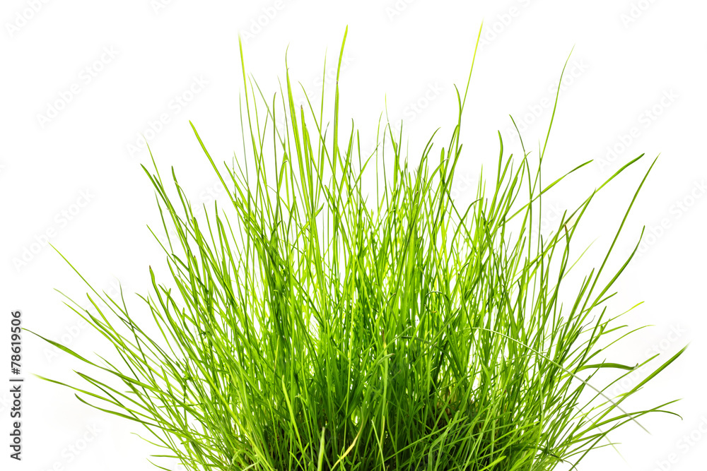 Green grass