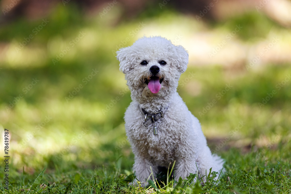 bichon in the park bichon in the park