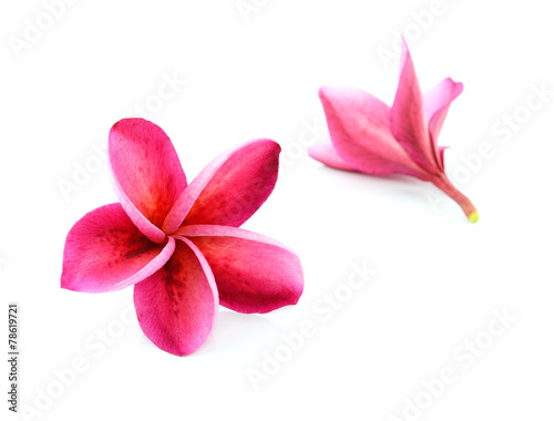 frangipani flowers isolated on the background white