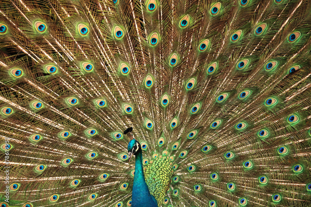 Obraz premium peacock