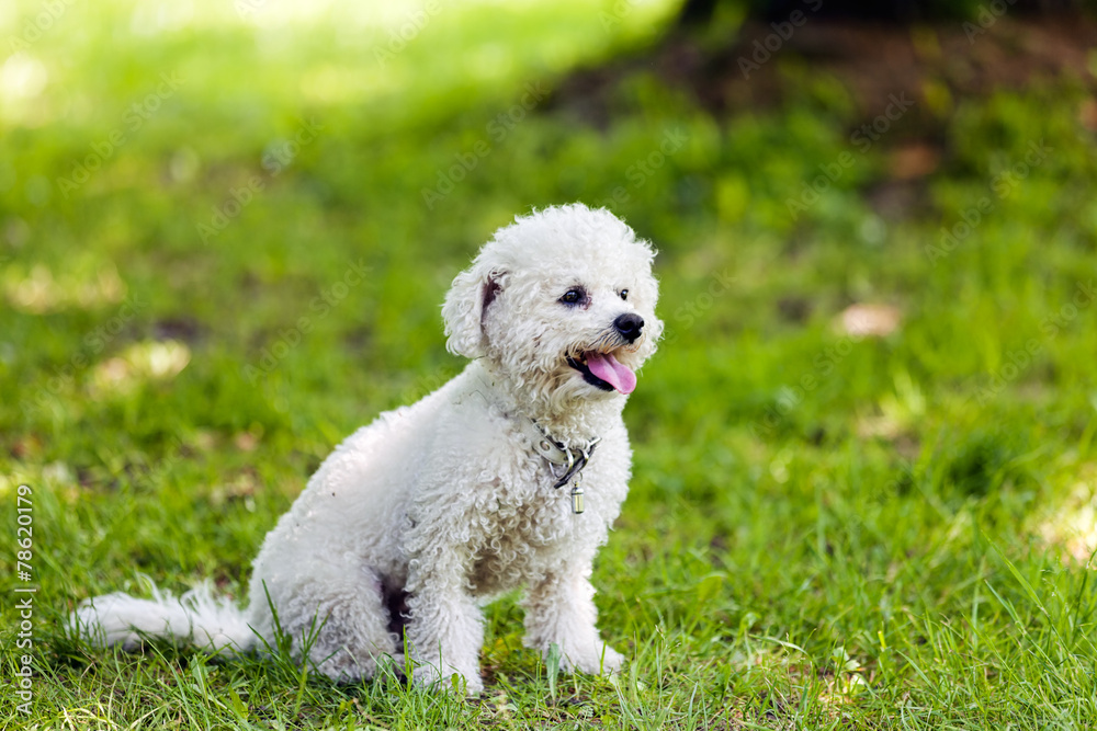 bichon in the park