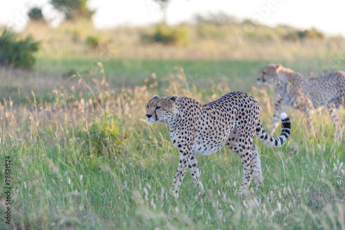 cheetah