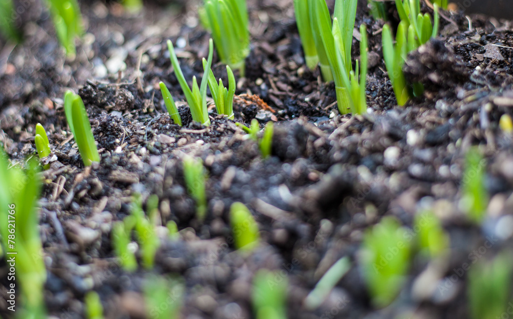 Young seedling growing Young seedling growing