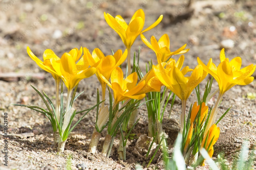 Golden yellow crocuses with opened flowers Golden yellow crocuses with opened flowers