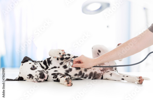 dog examination by veterinary doctor with stethoscope in clinic