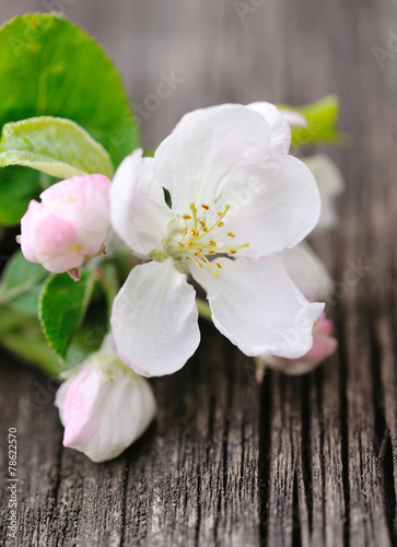 Apple blossom on a old wooden background