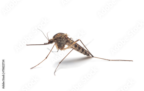 Mosquito (Culex pipiens) profile