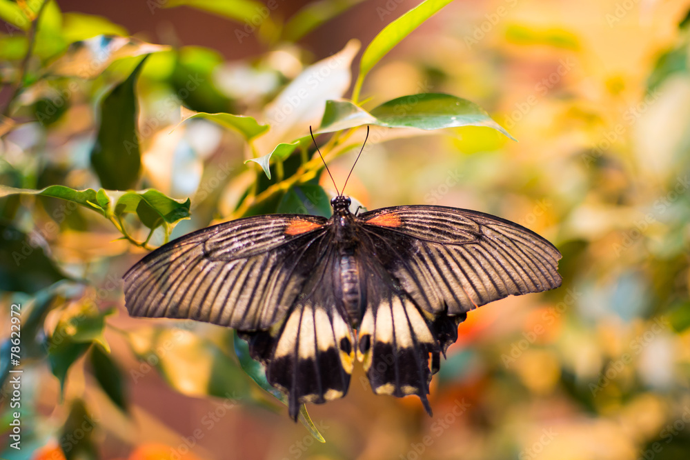 Obraz premium big butterfly