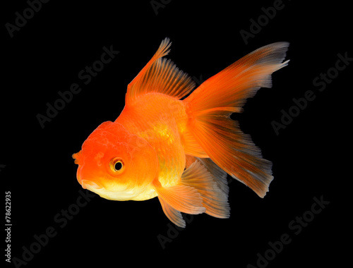 Goldfish Isolated on black Background