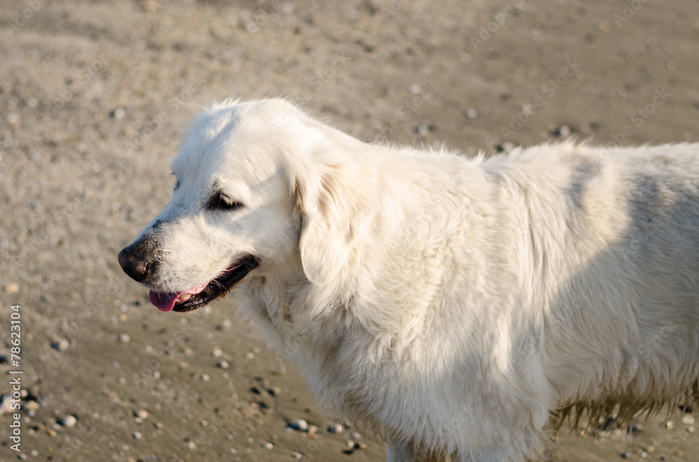 Cane in spiaggia Cane in spiaggia