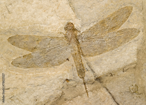 Fossil of a dragonfly. photo