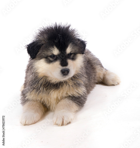 chiot malamute sur fond blanc