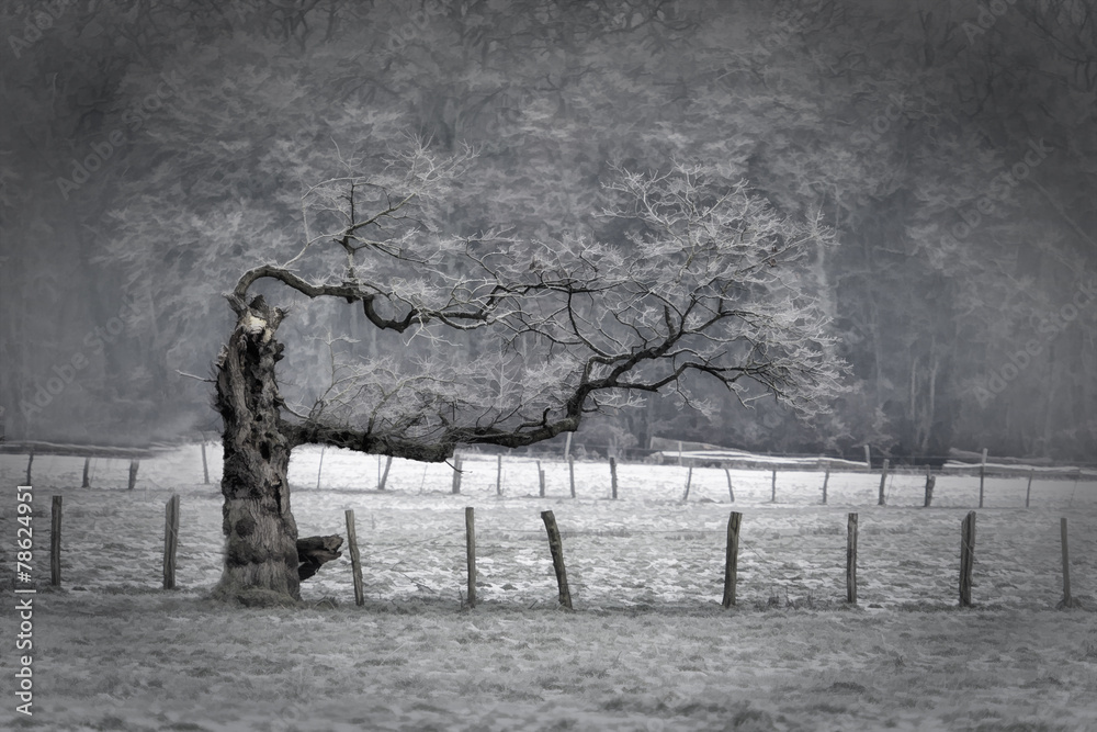 Trees in Winter