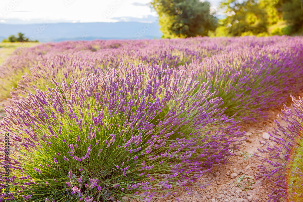 Obraz premium Lavender fields near Valensole in Provence, France.