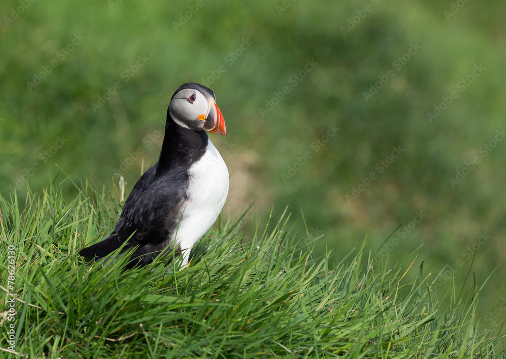 Cute Common Puffin, Fratercula arctica in green grass. Cute Common Puffin, Fratercula arctica in green grass.