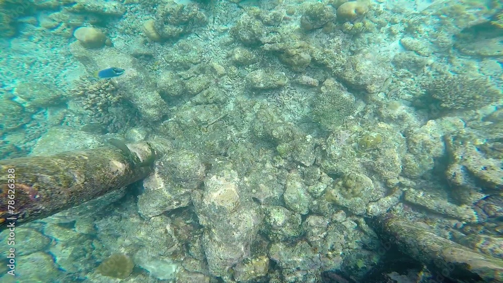 exotic marine life near Maldives island exotic marine life near Maldives island