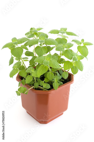 Mint herb growing in flowerpot over white