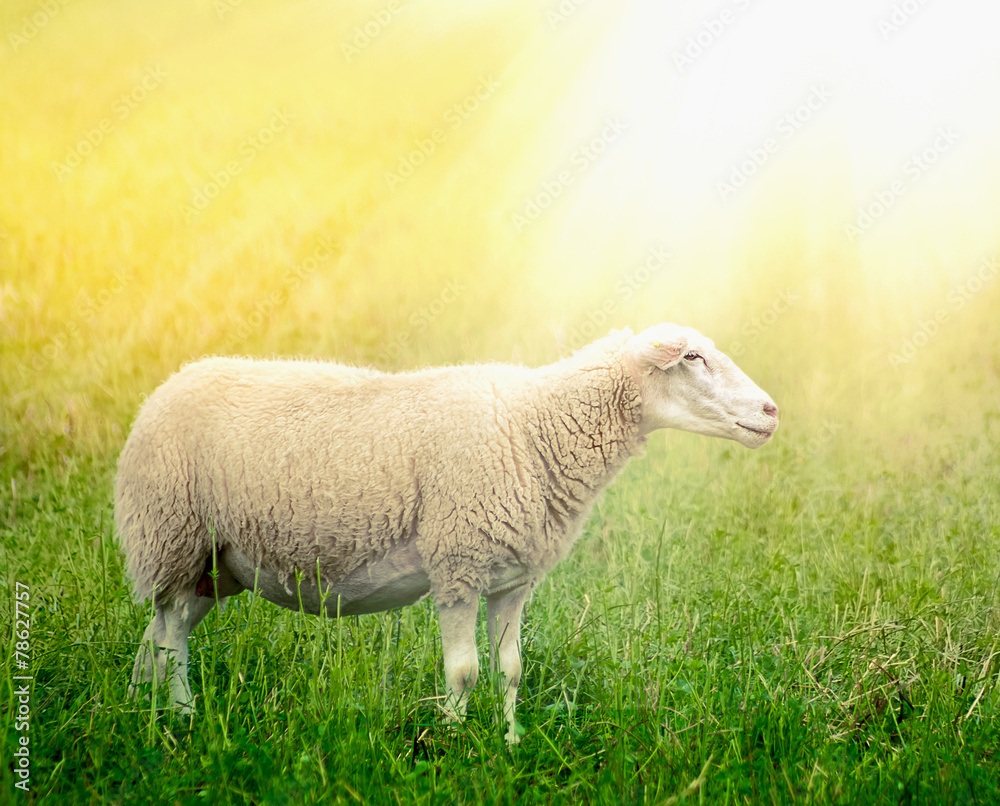 Fototapeta premium White sheep on sunny field