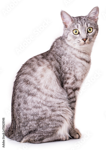 Obraz na plátně gray tabby cat