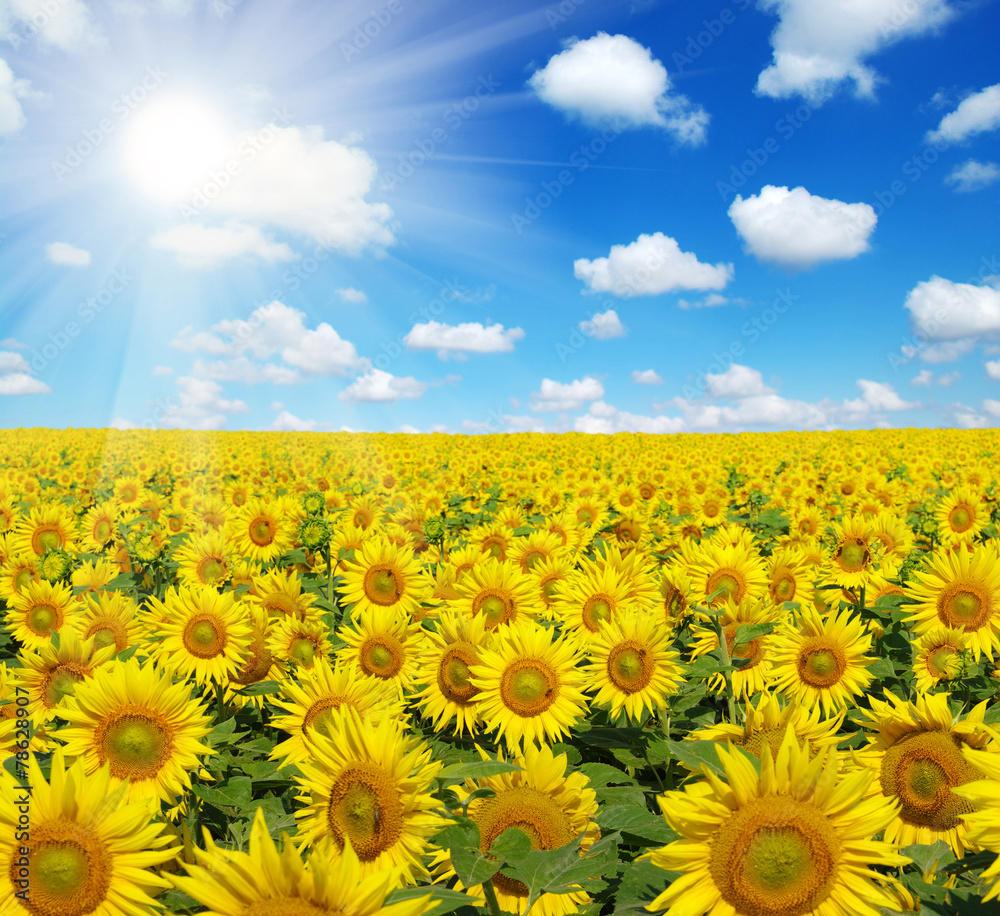 field of sunflowers